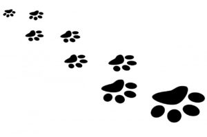 paw, print, cat